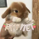 ïଓ︵  𝒑𝒎 𝒏𝒆𝒕𝒘𝒐𝒓𝒌 ⁺