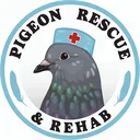 Pigeon Rescue and Rehab