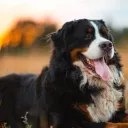 Doggie's server