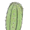 Cactus.Art