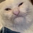 vivicord