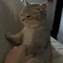 pelos de Maruchan