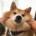 The Doges Discord Server Icon