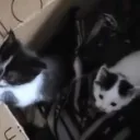 Skittles' Kitties