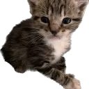 FAT NUT