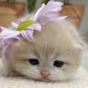 imi’s cat palace avatar