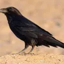 Raven Client