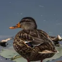 𝓢𝓮𝓻𝓿𝓲𝓭𝓸𝓻 𝓭𝓸𝓼 𝓟𝓪𝓽𝓸𝓼