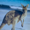 Roo Commander | Jezweb AI icon