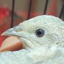 King Quail Collective Discord Server Icon