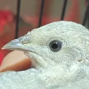 King Quail Collective discord icon