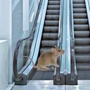 escalatormouse's Study Group