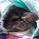 Cuevita Chinchilla