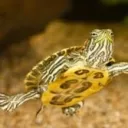 Turtle’s Hangout