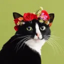 Cat's Chat
