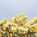 ﹑✩﹒🍋﹒F2k Sunflower ‹3