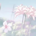 Chrysanthemum