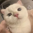 Tibbles Discord Server Icon