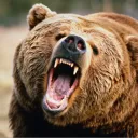 Angry Bears