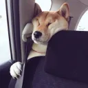 パウロの犬のサーバー