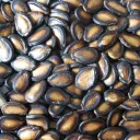 Butong Pakwan