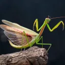 Praying mantis UK