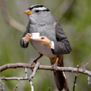 ðŸŒ¿ðŸ¦‰Bird's NestðŸ¦‰ðŸŒ¿ Server Icon