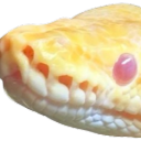 Discovery icon for Ball Pythons Discord server