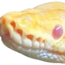 Ball Pythons Discord Server Icon