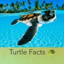Turtle Facts