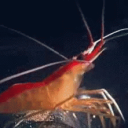 Shrim Discord server icon