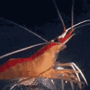 Shrim