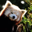 RedPanda 3D Workshop