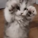 𝗡𝗶 𝗜𝗱𝗲𝗮𝗮𝗮  Discord Server Icon