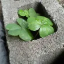 māmā gege lard factory Discord Server Icon