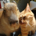 CAPIMISIOS カピバラ