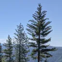 Town of Foresthill (CA)