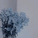 「ᴅᴀʀʟɪɴɢ」