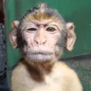 Level up service's icon