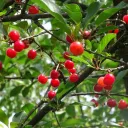 Cherry Garden [OLD]