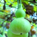 Upper Erisia