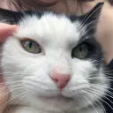 ᯓ squeables playpen ¡! Discord Server Icon