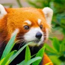 Red Panda Daily!