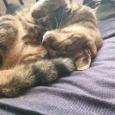 Cat Cult Cafè Discord Server Icon