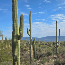 Discovery icon for Cactus Gang Discord server