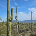 Cactus Gang Discord Server Icon