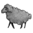 Blacksheepmeet's server