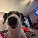 source of serotonin 𓆩𓆪 Discord Server Icon