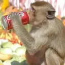 Monkey Land