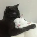 purr-fect pairs
